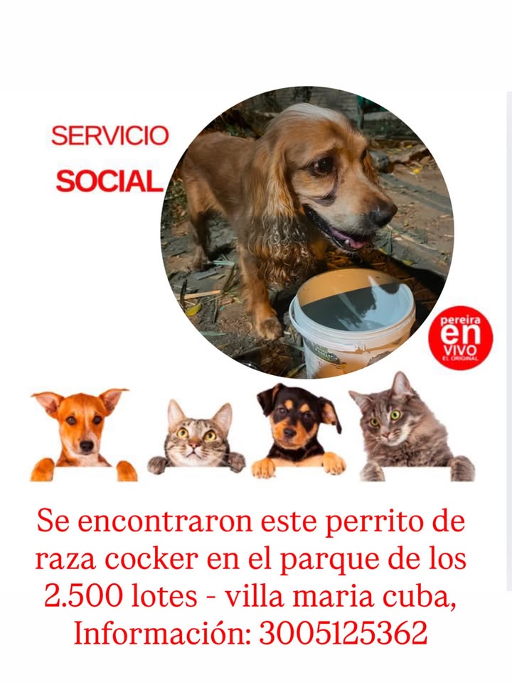 Encontrado perro de raza cocker en Pereira 