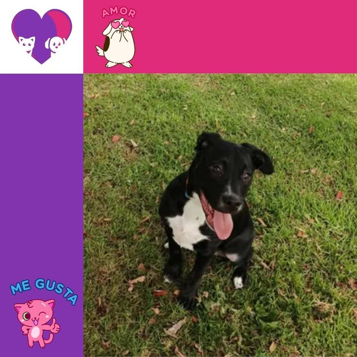Adopción de perro negro en Bogotá 