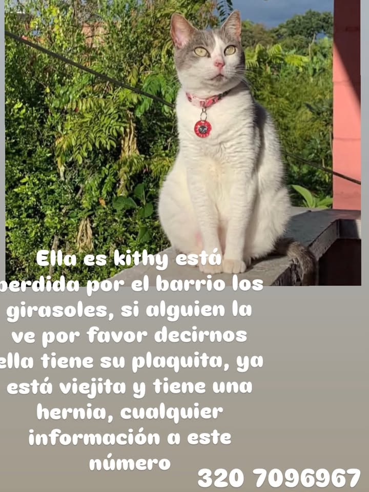 Gata perdida en Pereira, Risaralda 