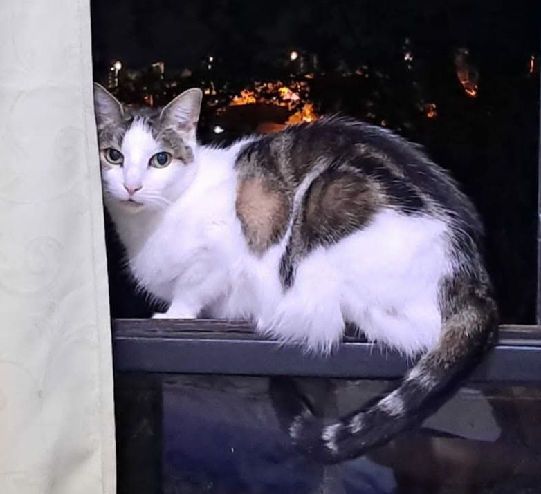 Gata Mía perdida en Parque Industrial Ciudad Boquia, Pereira 
