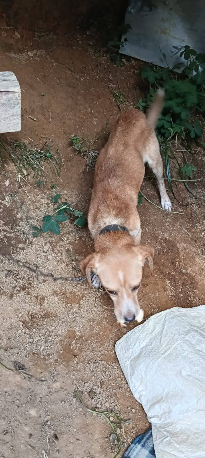 Adopción Urgente Perros en Tuluá, Valle 