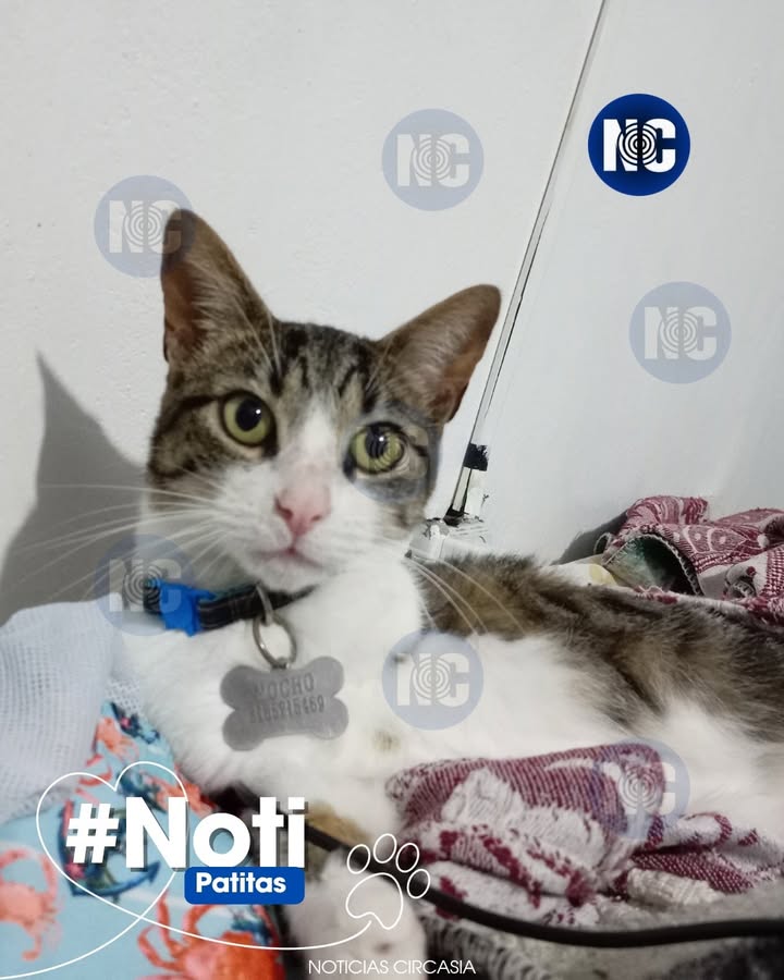 Gato perdido en Circasia, Quindío - Mocho 