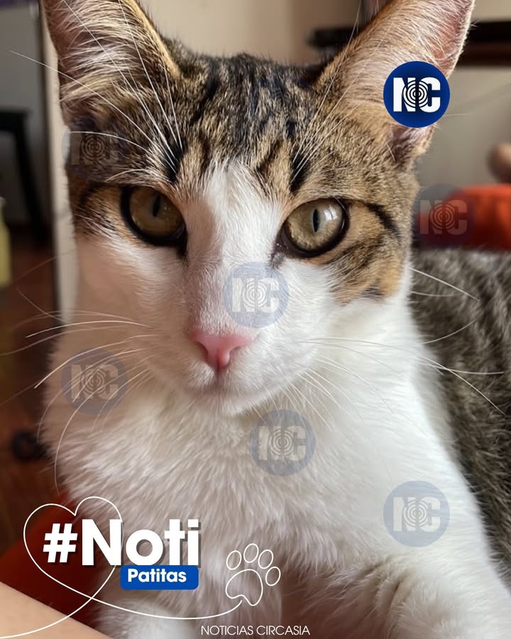 Gato perdido en Circasia, Quindío 