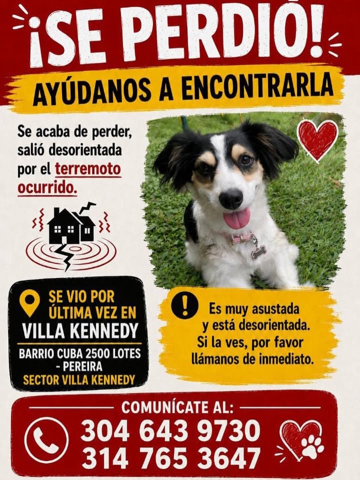 Se Perdí perro en Pereira 