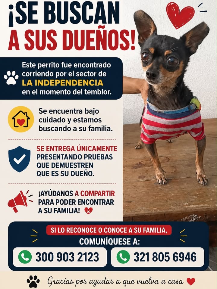 Perrito encontrado corriendo en el sector de La Independencia 
