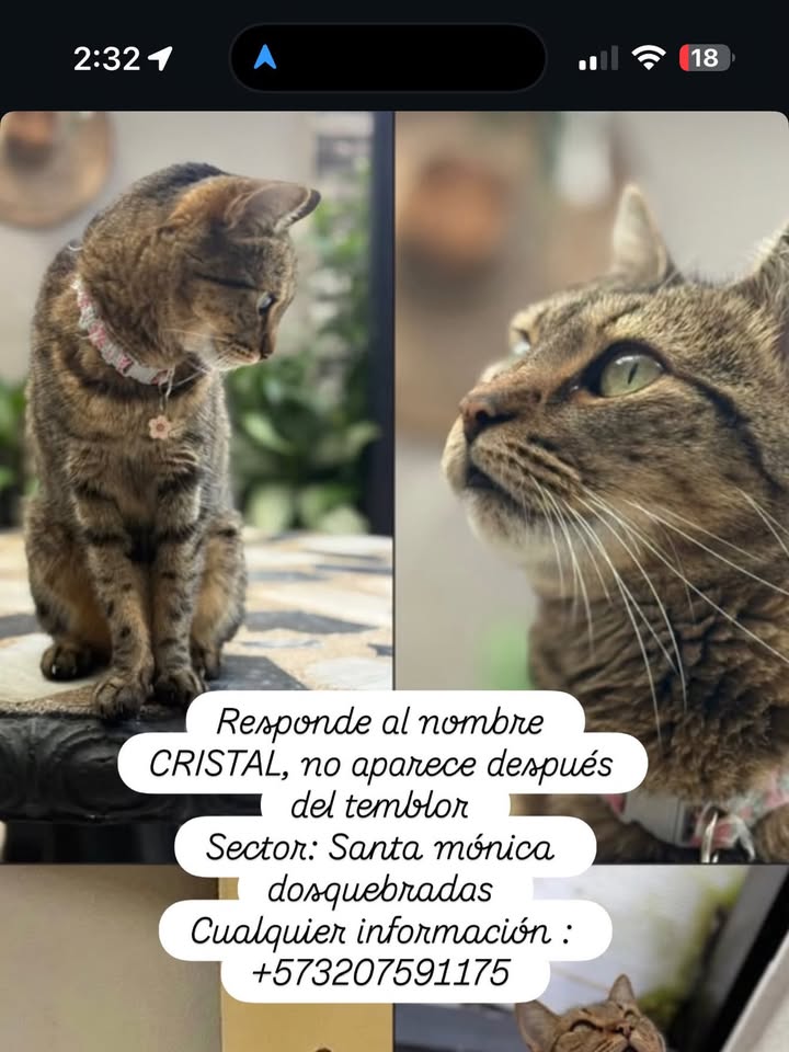 Gato perdido en Santa Mónica 