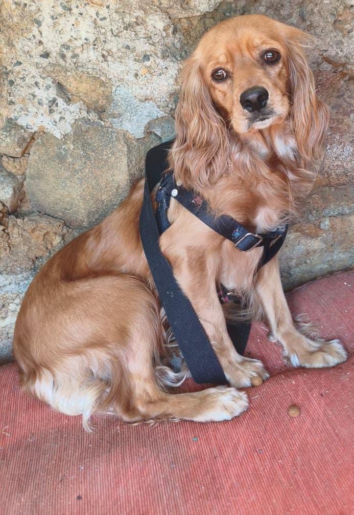 Se busca la familia de perrito encontrado en Villa del Mar, Cali 