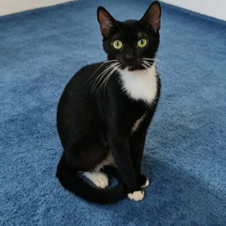 Hermosos gatitos en adopción en Pereira, Risaralda 