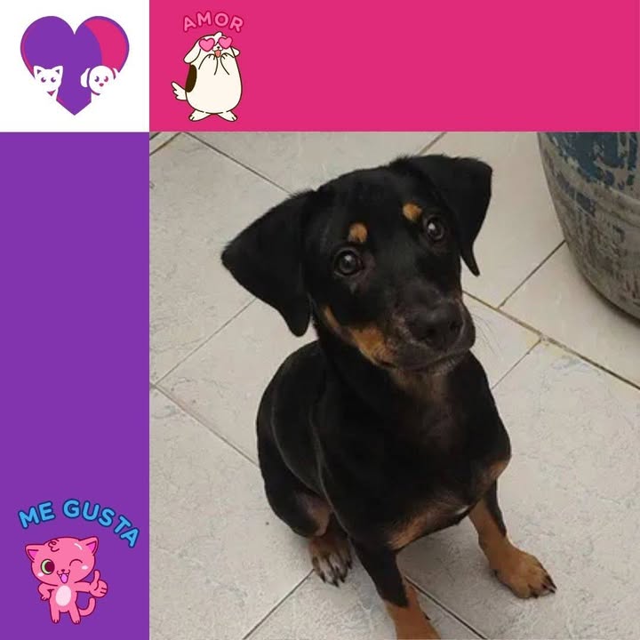 Adopta un perro o gato en Bogotá 