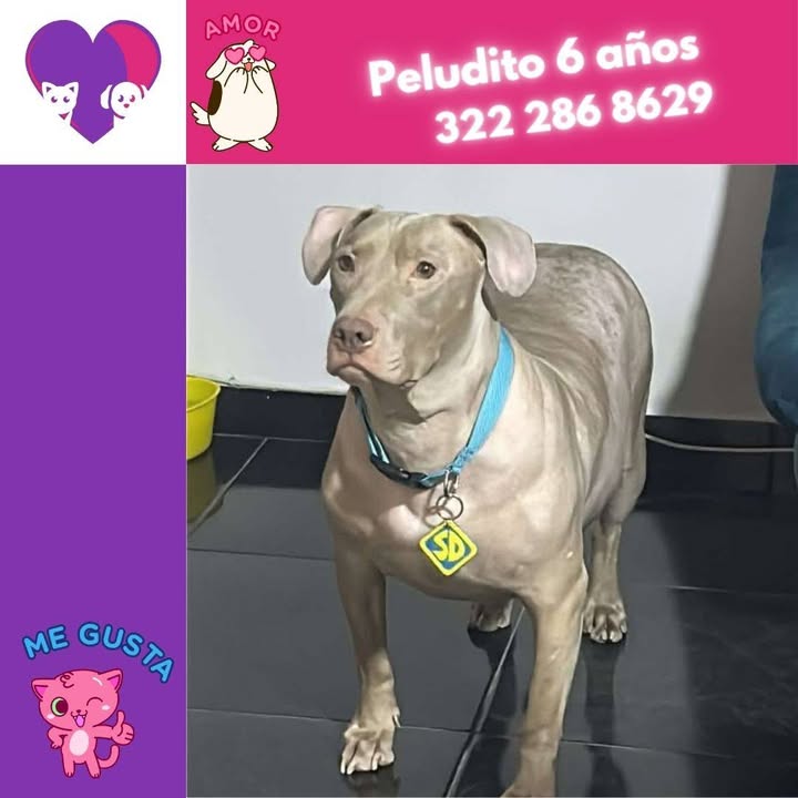 Perro en adopción en Bogotá 