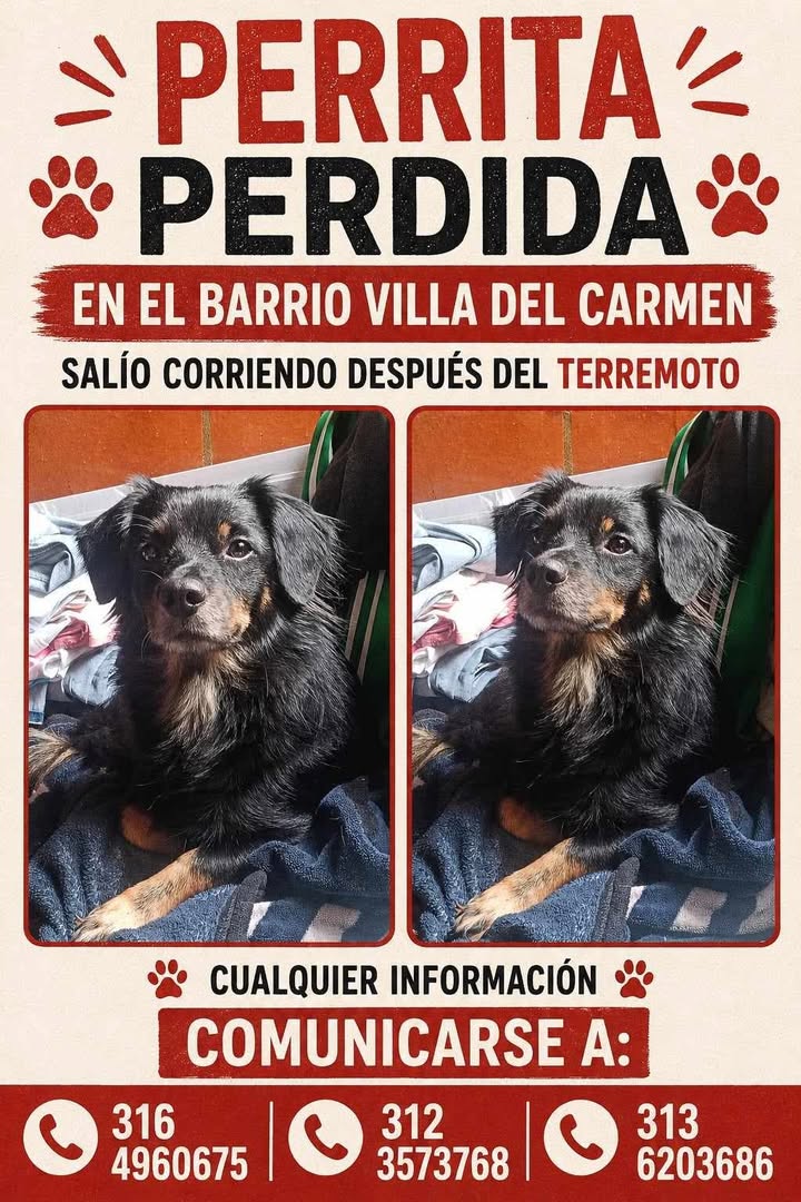 Perrita Perdida en Pereira, Risaralda 