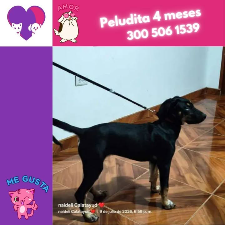 Adopta un peludo y comparte tu vida: cachorros en adopción en Bogotá 
