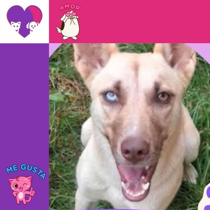 Mona busca un hogar - Adopción Responsable Bogotá 