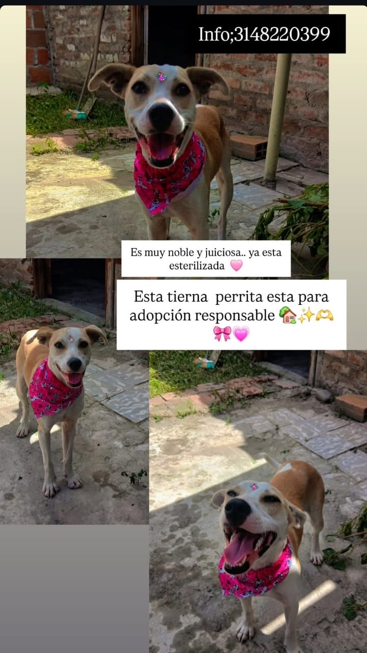 Perro en adopción en Tuluá 