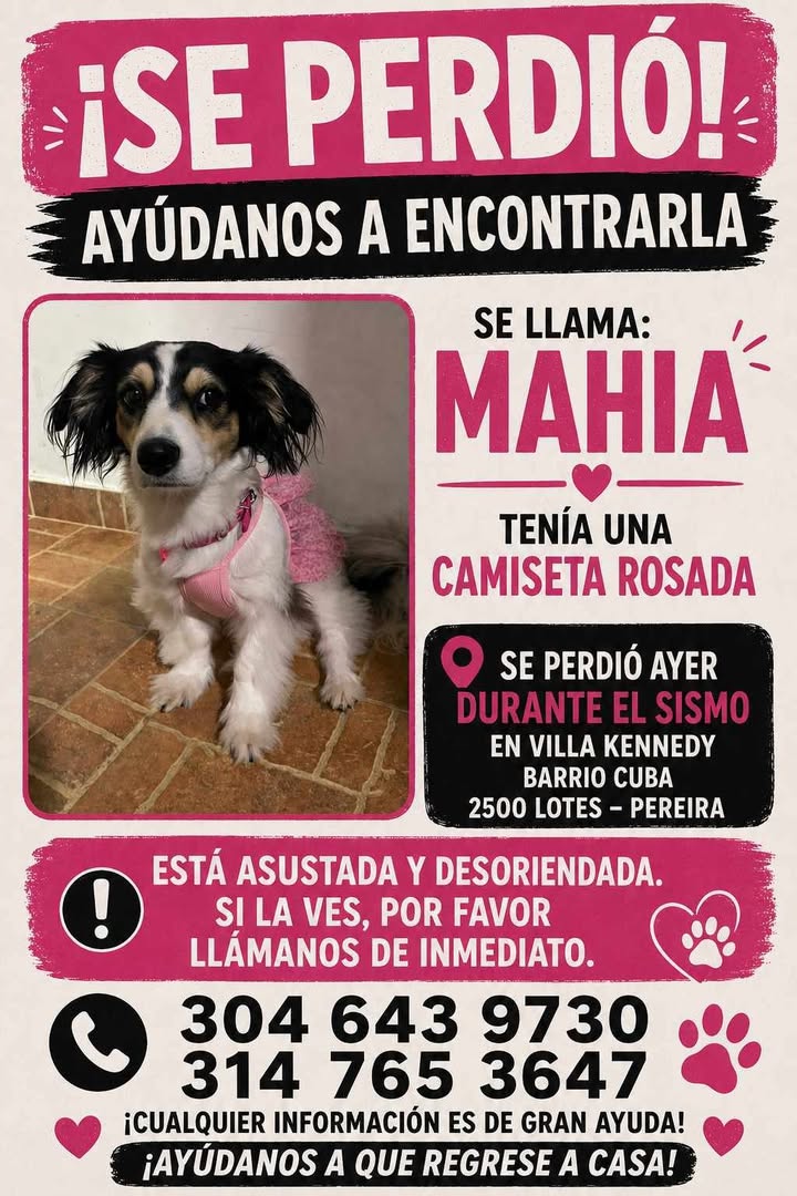 Se busca Mahia, perro perdido en Pereira 