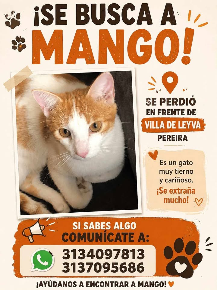 Se busca gato llamado Mango en Pereira 