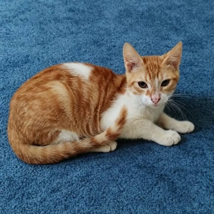 Hermosos gatitos en adopción en Pereira, Risaralda 
