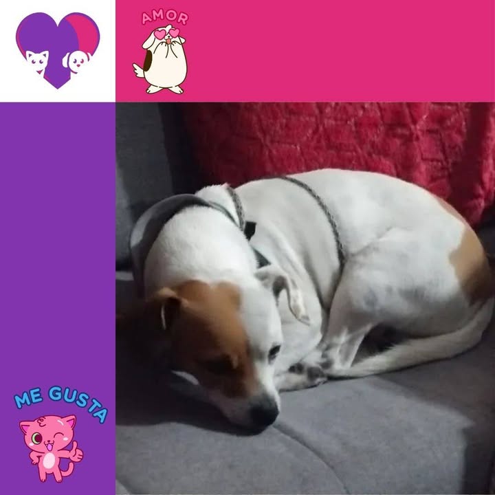 Peludito 2 años en Adopción - Bogotá 