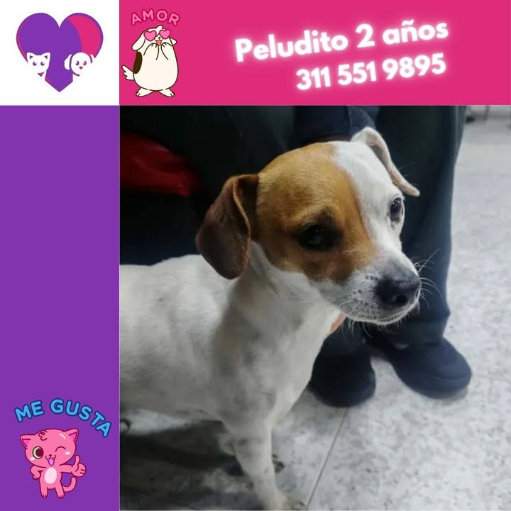 Peludito 2 años en Adopción - Bogotá 