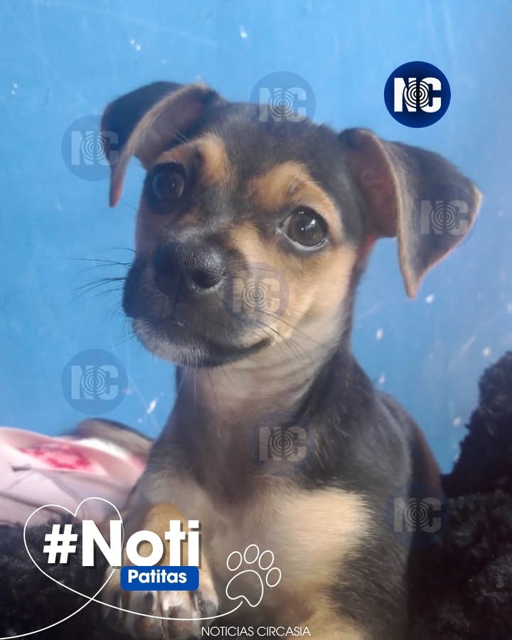 Cachorro Morty se perdió en Circasia, Quindío 