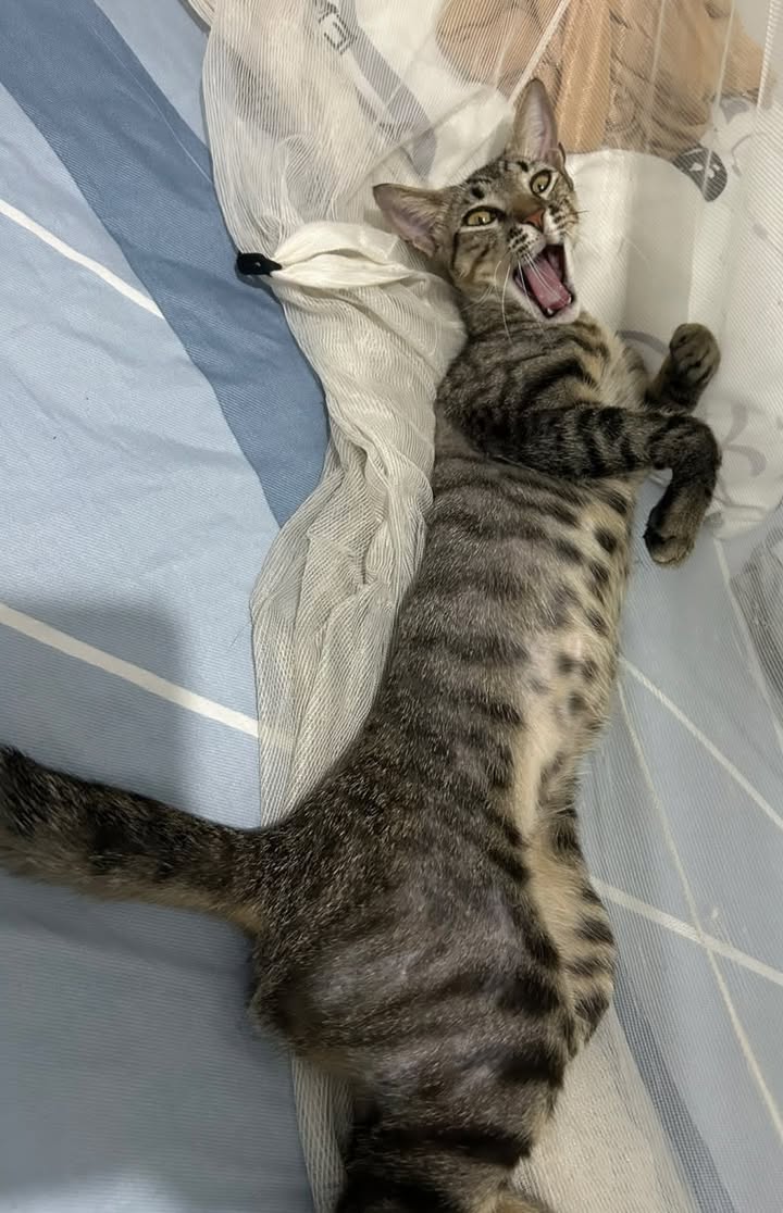 Se busca mascota perdida en Cali 