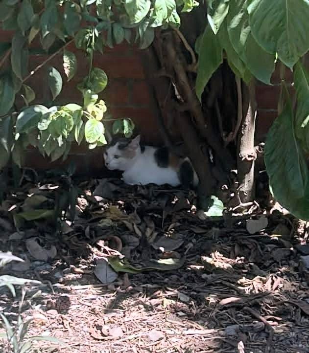 Gato perdido en Cali, Valle 