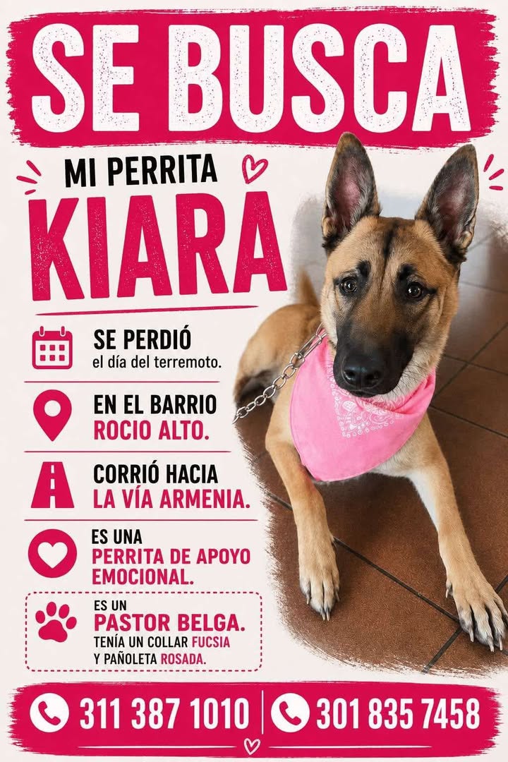 Perra perdida Kiara en Pereira, Risaralda 
