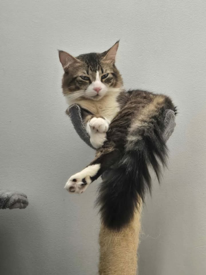 Gatico perdido en Montebonito, Dosquebradas - Risaralda 