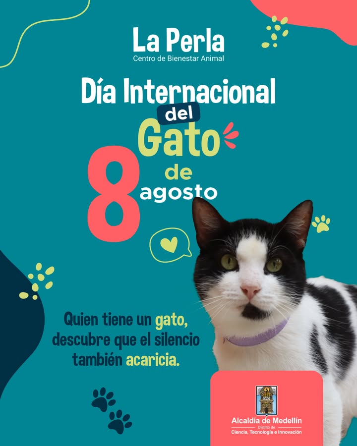 Adopta un gato en Medellin 