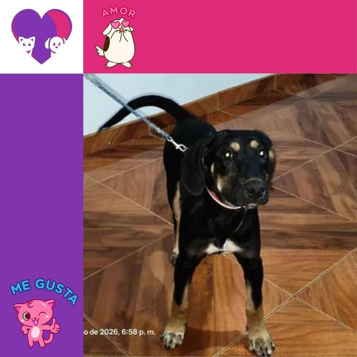 Adopta un peludo y comparte tu vida: cachorros en adopción en Bogotá 