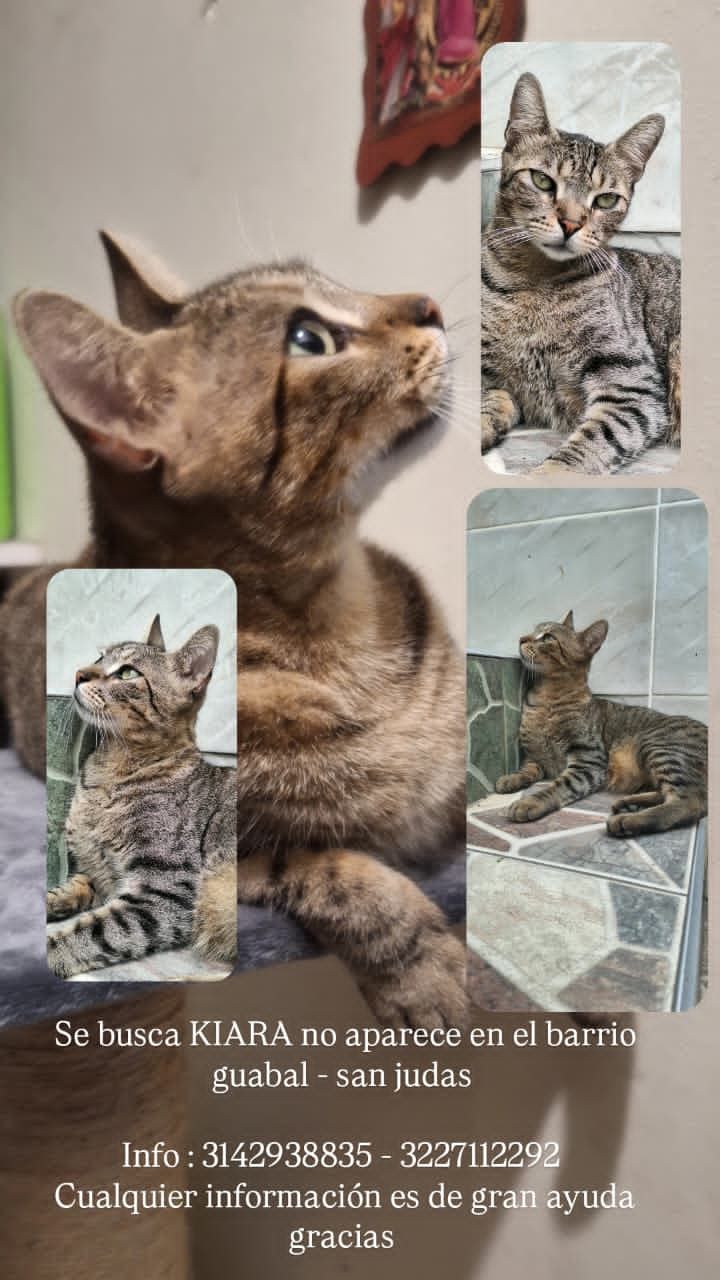 Perro/Gato perdido en Cali 
