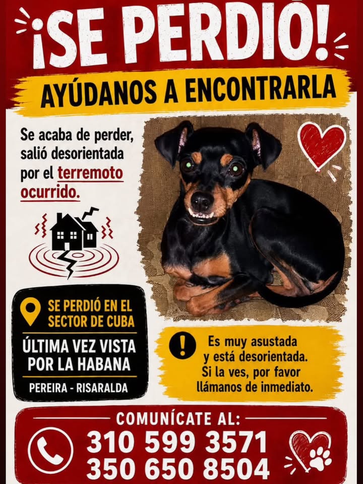 Perro perdido en Pereira 