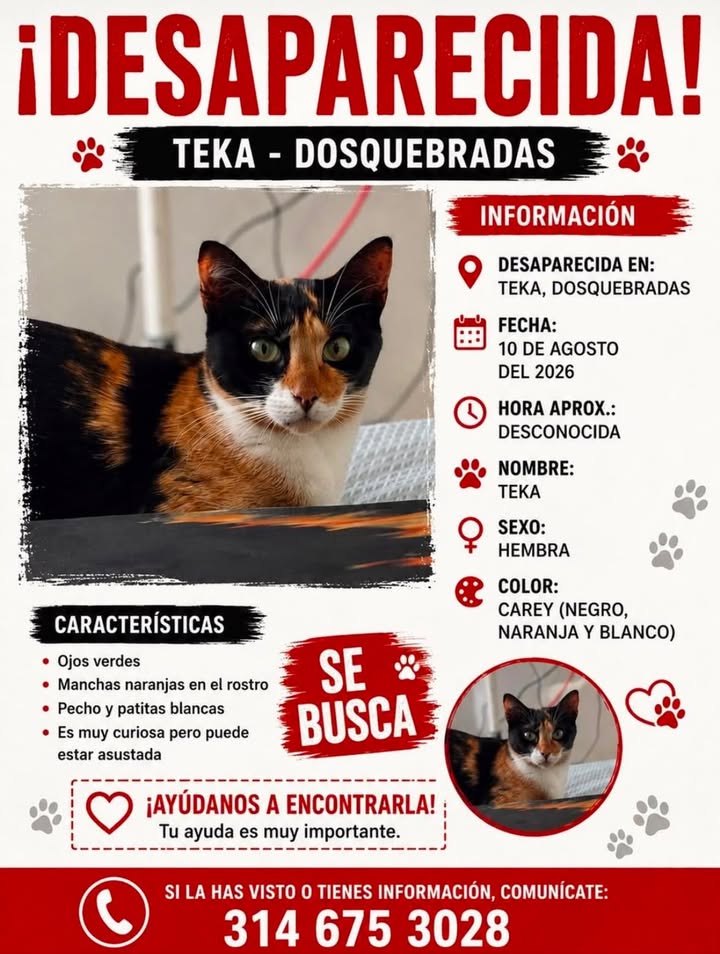 Gato Desaparecido en Pereira, Risaralda - Teka 