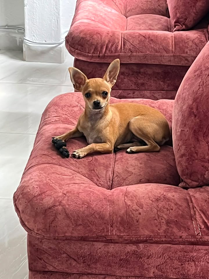 Perrita perdida por terremoto en Armenia, Quindío 