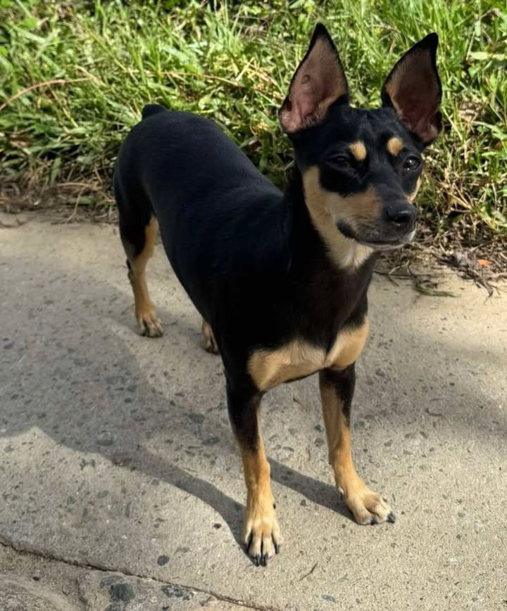 Perrita perdida en Pereira 