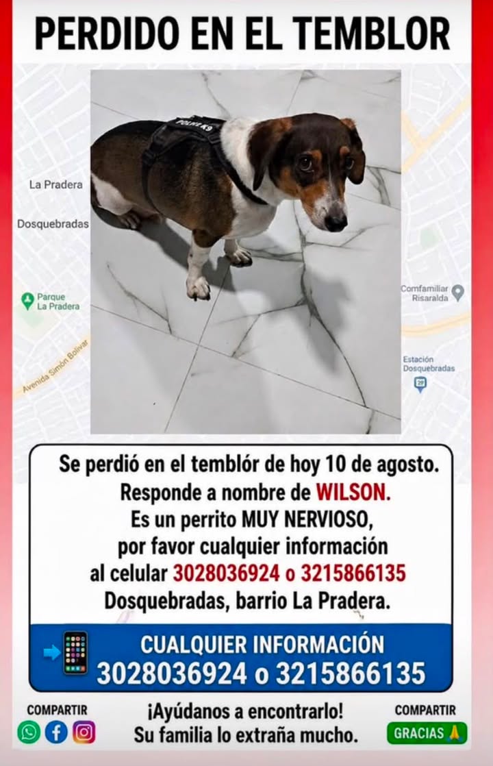 Perro perdido en Pereira, Risaralda - Wilson responde a este nombre 
