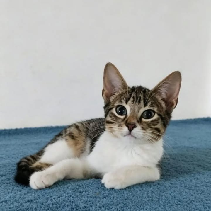 Hermosos gatitos en adopción en Pereira, Risaralda 