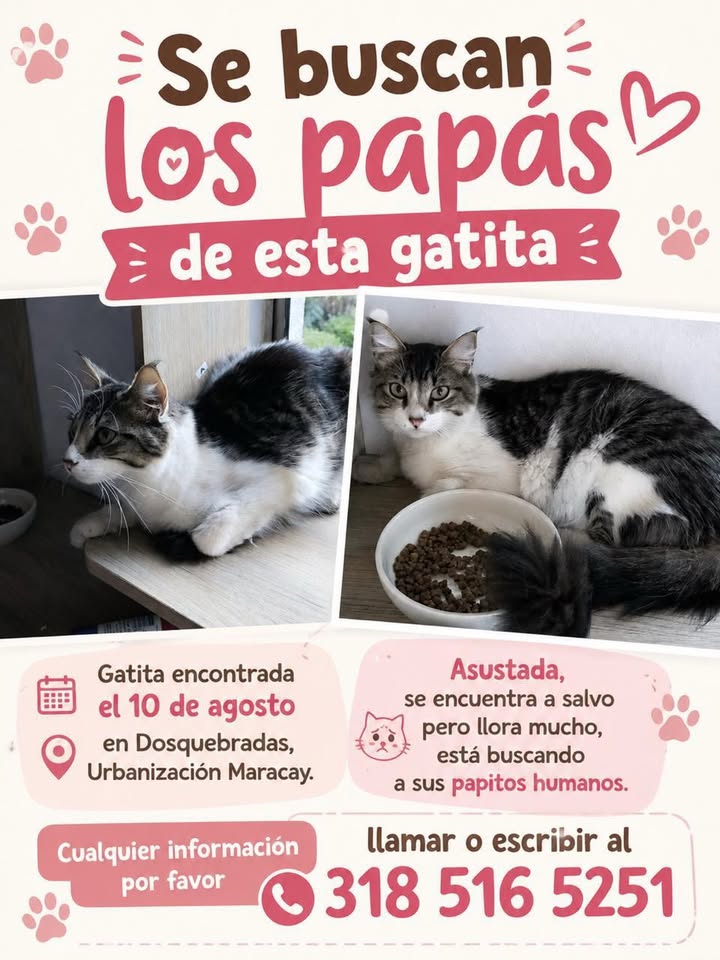 Gatita encontrada en Dosquebradas, Risaralda 