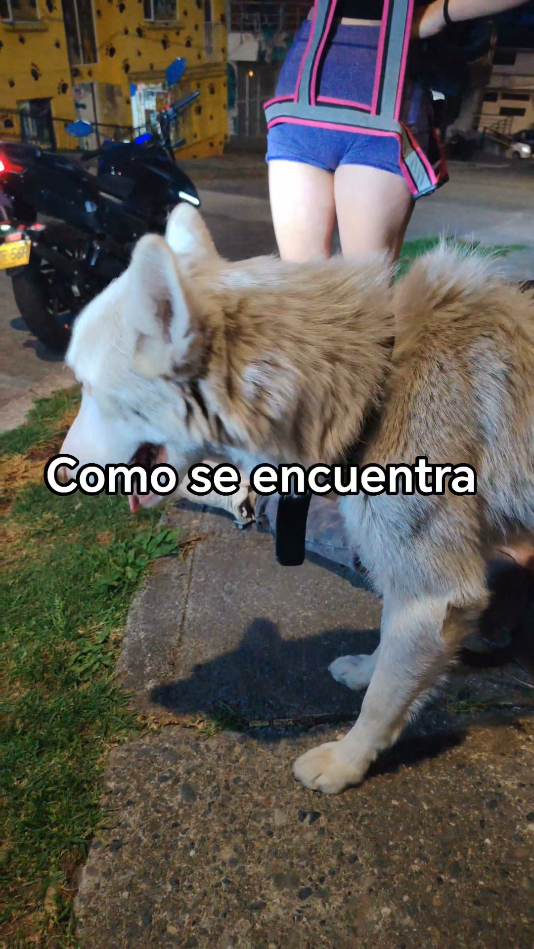 Husky encontrado en Manizales, Caldas, Colombia 