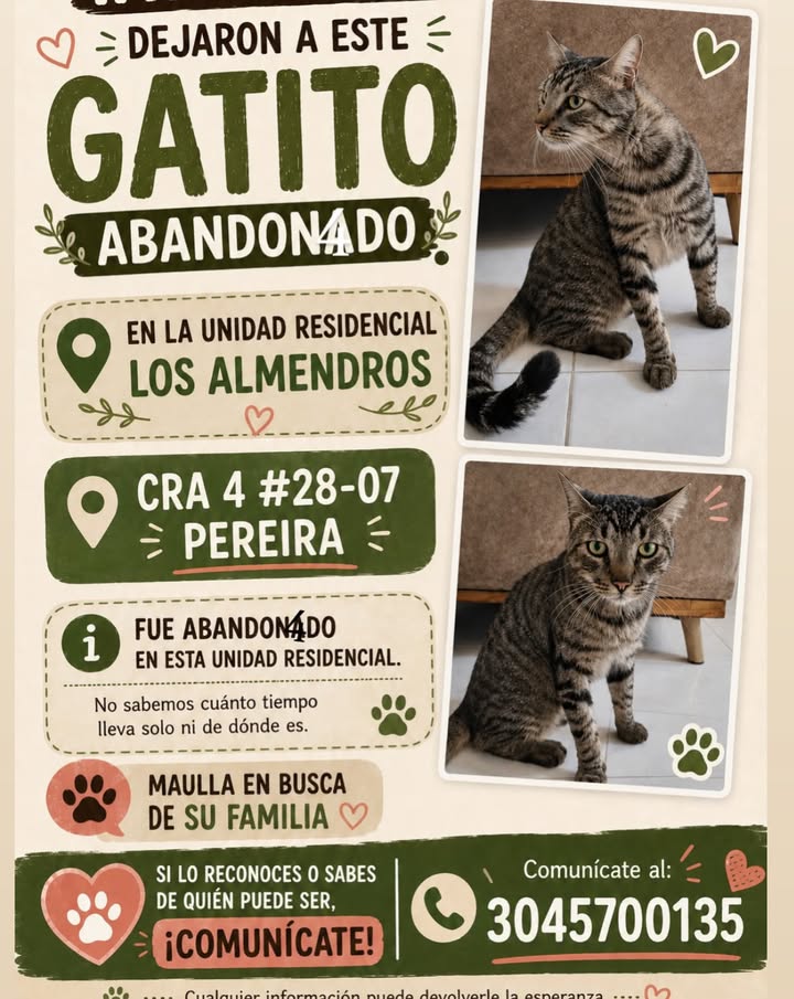 Gatito encontrado en Pereira 