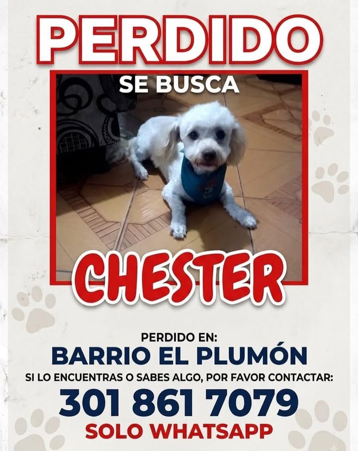 Perro perdido Chester en Risaralda 