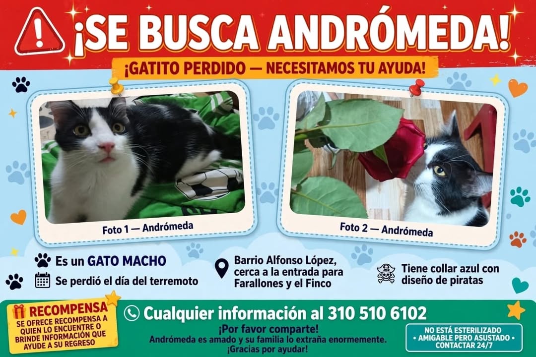 Se busca gatico perdido Andromeda 