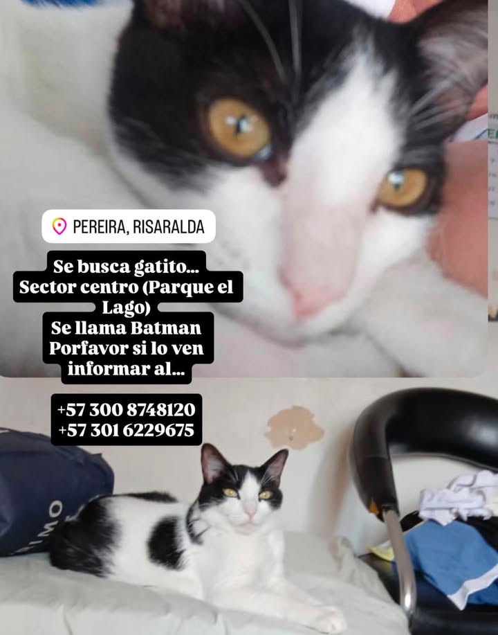 Se busca gatito llamado Batman en Pereira, Risaralda 