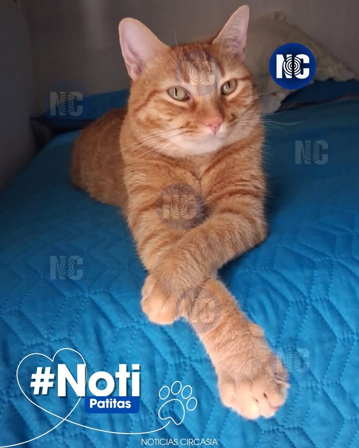 Gato Tony perdido en Circasia, Quindío 