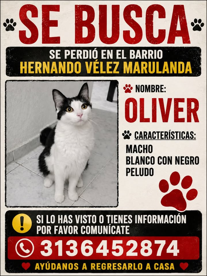 Gato perdido en Pereira 