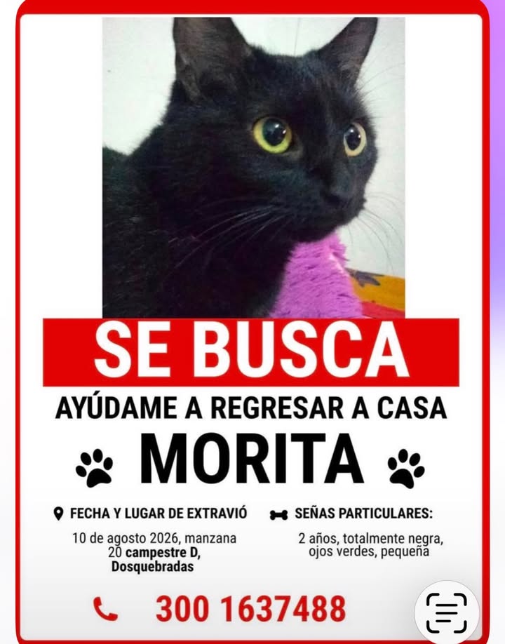 Gato negro perdido en Pereira, Risaralda 
