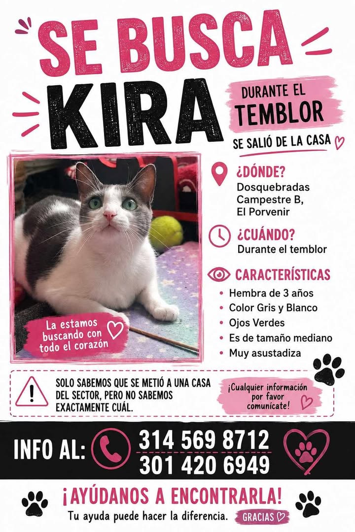 Se busca Kira, gata perdida en Pereira 