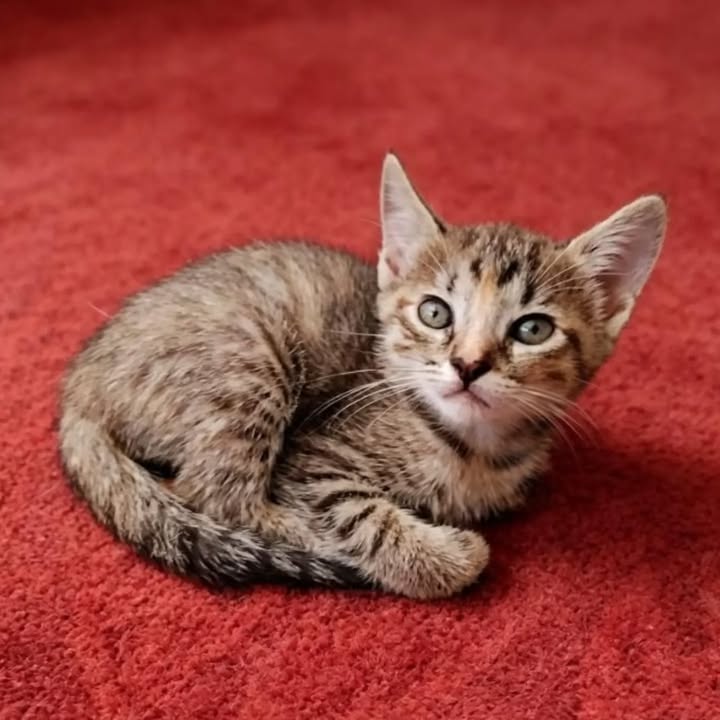 Hermosos gatitos en adopción en Pereira, Risaralda 