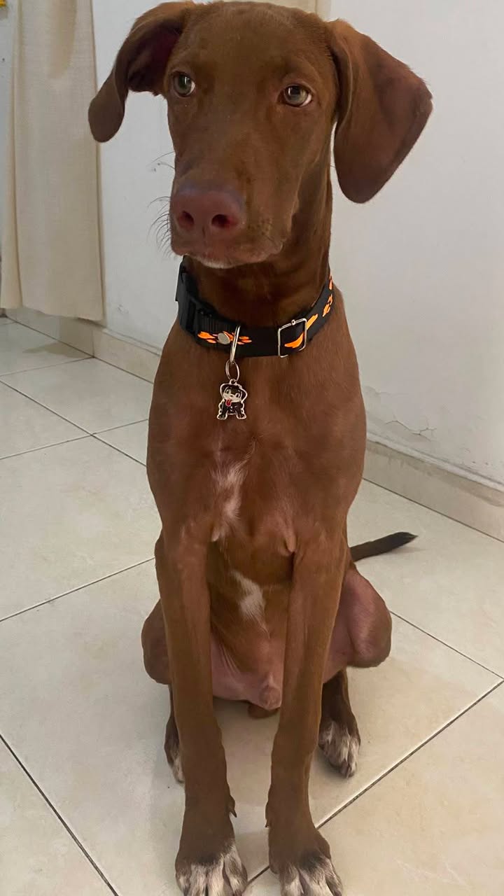 Cachorro de 7 meses busca hogar urgente en Tuluá 