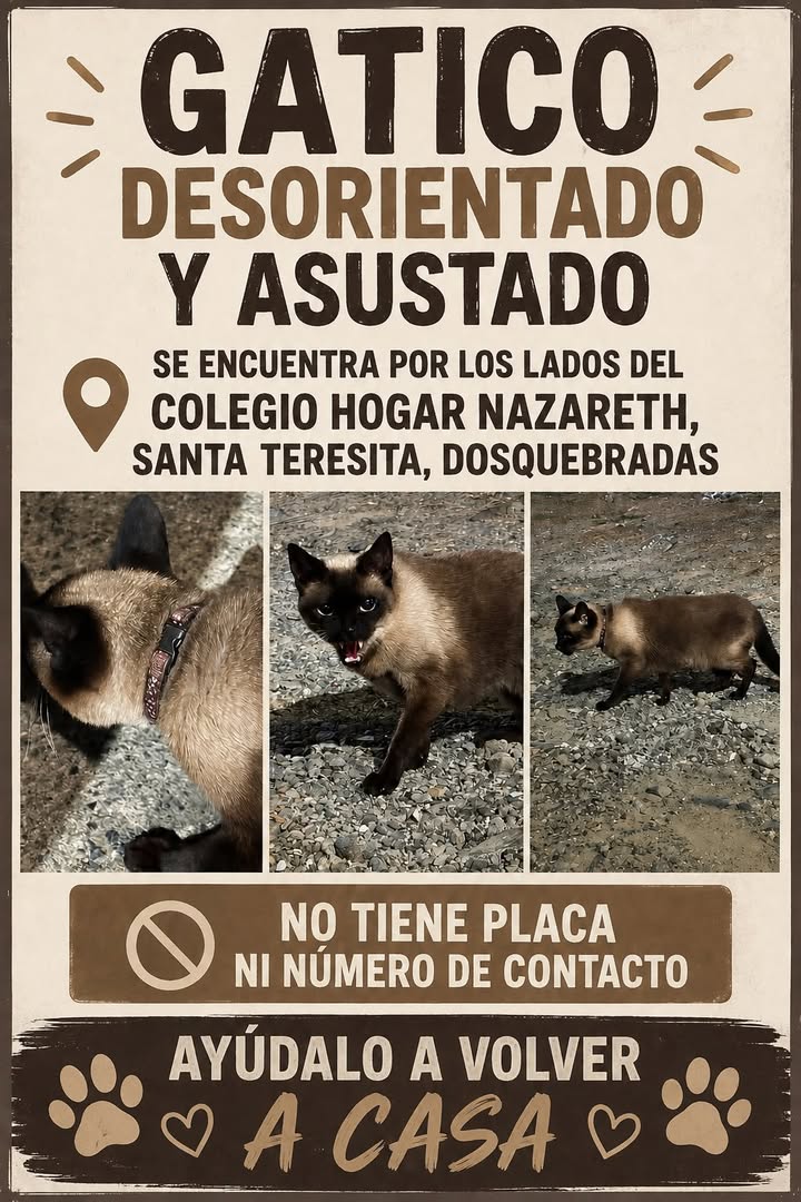 Gatico Desorientado y Asustado en Dosquebradas, Risaralda 